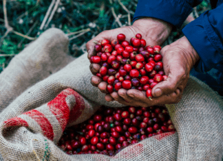 Em outubro, exportações do agro brasileiro batem recorde e alcançam US$ 14,27 bilhões