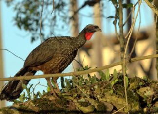 Café raro extraído das fezes do jacu ultrapassa os R$ 30 mil por saca