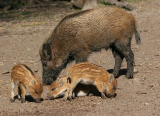 Governo vai pagar R$ 1,11 milhão para captura e abate de 380 javalis e javaporcos
