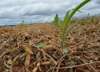 Revolução no campo: nova técnica aumenta em 287% a produção de milho