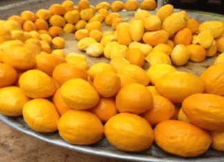 Saiba como adquirir mudas das seis cultivares de pequi sem espinhos