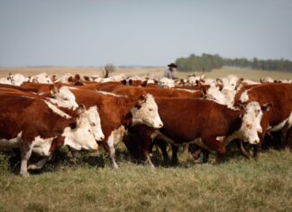 Em alta, abate de bovinos atinge 1,06 milhão de animais em Goiás