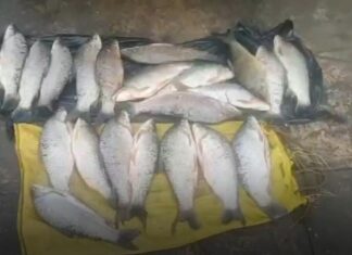 Motociclista é detido após ser flagrado transportando 50 kg de peixe em Santa Helena de Goiás