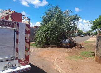 Árvore cai em cima de carro em Quirinópolis