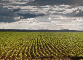 Produtor rural tem até dia 17 para cadastrar lavoura de soja