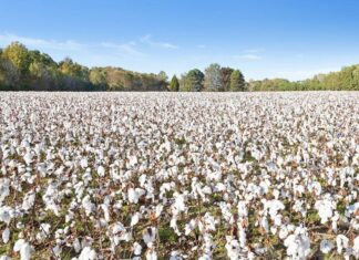 Brasil ultrapassa EUA e se torna o maior exportador de algodão do mundo