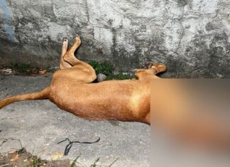 Cachorro é morto a tiro em Quirinópolis