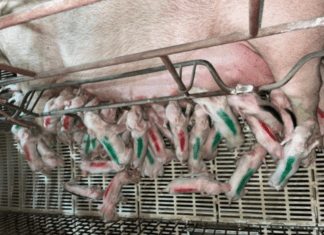 Porca dá à luz 45 leitões de uma vez em Minas Gerais e pode entrar para o Guiness Book