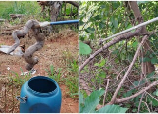 MORADORES ENCONTRAM JIBOIA EM CASA EM QUIRINÓPOLIS; BOMBEIROS ALERTAM SOBRE CUIDADOS