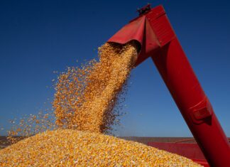 Milho, trigo e feijão impulsionam bom resultado da safra goiana