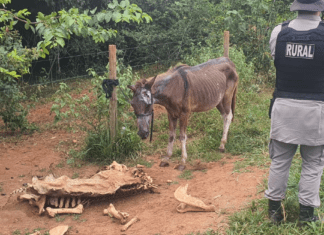Abatedouro de cavalos em Anápolis: animais conviviam com ossadas e poças de sangue