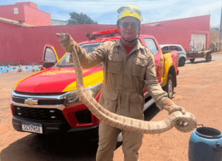 Bombeiros capturam cobra de quase 2 metros em Quirinópolis