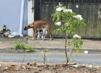 Homem é preso em catalão por maus-tratos a animais: cachorro está subnutrido