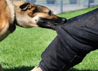 Idoso é atacado por cachorro em Quirinópolis, e ao reclamar, foi xingado pelo tutor do animal