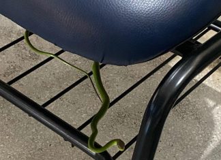 Bombeiros capturam cobra dentro de centro social, em Quirinópolis