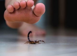 Mulher é picada por escorpião, durante faxina, em Quirinópolis