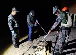 Onça que matou caseiro é capturada no Pantanal