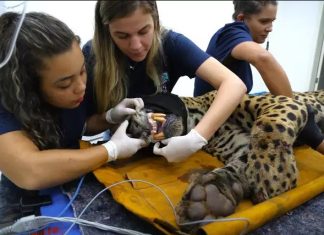 Onça capturada após ataque fatal a caseiro apresenta desidratação e alterações renais