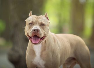 Criança de 3 anos morre após ataque de pit bull em Itumbiara (GO)