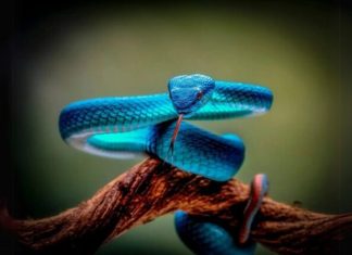 Conheça a cobra exótica mais temida que a cascavel e que vive no Brasil