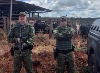 Polícia apreende 900 cabeças de gado confinadas de forma ilegal