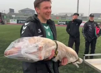 Jogador é premiado na Noruega como melhor da partida com um leitão de 23 quilos