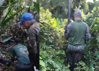 Onça que devorou caseiro no Pantanal ataca equipe de buscas