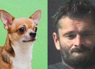 Homem assa chihuahua no forno de casa porque o cão não parava de latir