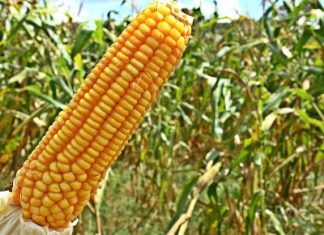 Sentindo a pressão da chegada da safrinha, cotações do milho caem nesta 6ªfeira no Brasil e B3 acumula perda semanal de 4%