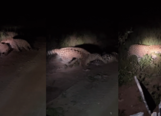 Onças-pintadas se encontram e brigam durante safari