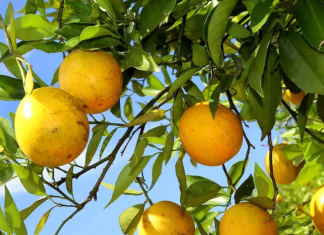 Safra de laranja deve crescer 36% após pior desempenho em quase quatro décadas