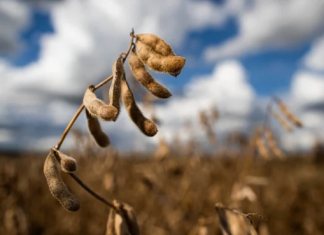 Soja: Prêmios em queda no Brasil neutralizam estímulo das altas vindas de Chicago para os preços