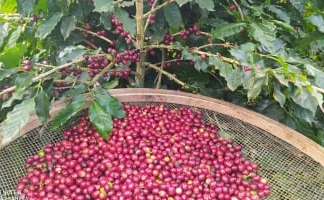 Preocupação com o rendimento da safra brasileira de café faz preços encerrem a sessão desta 6ª feira (09) em lados opostos nas bolsas internacionais