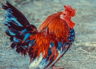 CASO SUSPEITO DE GRIPE AVIÁRIA A 420 KM DE GOIÁS É DESCARTADO