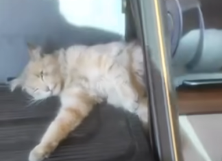 GATO “MAROMBEIRO” É RESGATADO POR BOMBEIROS APÓS FICAR PRESO EM EQUIPAMENTO DE ACADEMIA EM APARECIDA DE GOIÂNIA