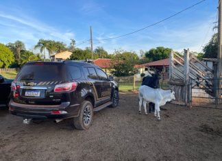 PF prende grupo investigado por fraudes fundiárias e grilagem de terras da União em Goiás e outros oito Estados