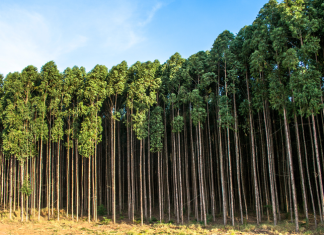Agro exporta US$ 14,9 bi em maio e reforça tendência de diversificação da pauta exportadora