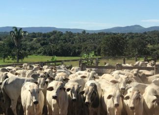 Declaração obrigatória de rebanho em Goiás pode ser feita até 15 de julho