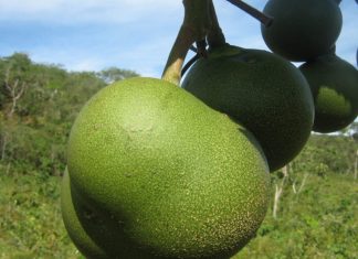 Pequi e outros frutos do Cerrado têm mais proteínas que frutas comerciais, mostra estudo
