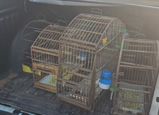 Polícia Civil apreende aves silvestres mantidas em cativeiro durante cumprimento de mandado de prisão