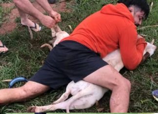 Lutador imobiliza dois pitbulls durante ataque no Mato Grosso do Sul; vídeo