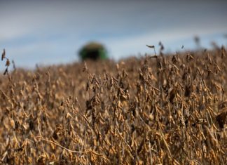 Vazio sanitário da soja começa em 27 de junho