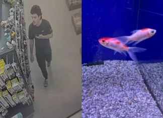 Homem é denunciado após entrar em pet shop, engolir peixe vivo e homenagear Donald Trump