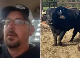 Fazendeiro é morto por búfalos que ele havia acabado de comprar em leilão