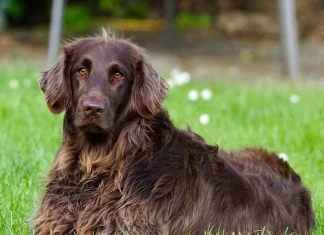 Justiça nega pedido de pensão alimentícia para cachorro em SP