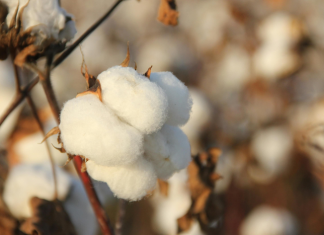 Mapa publica preços mínimos para os produtos de verão e regionais da safra 25/26 e 2026