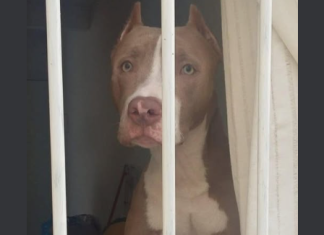 GOVERNO DE SC RESTRINGE CIRCULAÇÃO DE PITBULLS E IMPÕE CASTRAÇÃO DE ANIMAIS DA RAÇA; ENTENDA