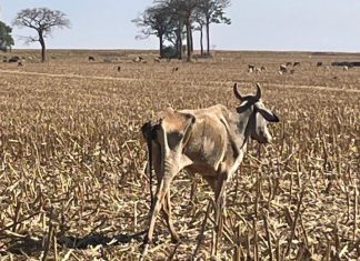 Cerca de 80 cabeças de gado são encontradas mortas em fazenda de Santa Helena de Goiás