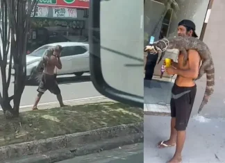 Homem carrega jacaré no ombro pelas ruas de Manaus e vídeo viraliza