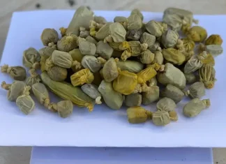 Homem é flagrado com 94 cápsulas de maconha no estômago ao tentar entrar na CPP de Formosa